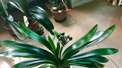 新栽君子兰的浇水技巧（如何正确地给新栽君子兰浇水）