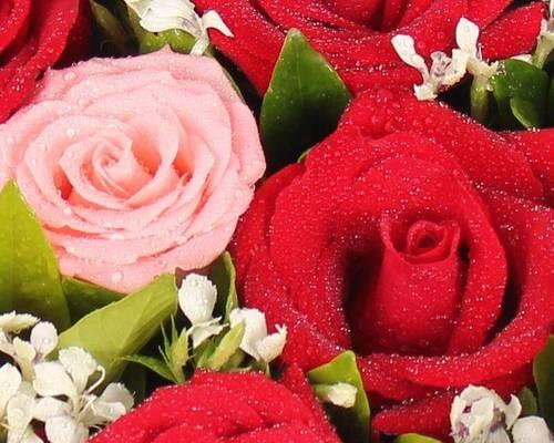 送礼必备的8朵玫瑰花适合给什么人？（选择礼物不再纠结，点亮TA的心意）