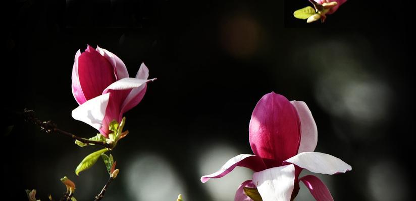 南方玉兰花盛开时节（迎春纳福，品赏花海）