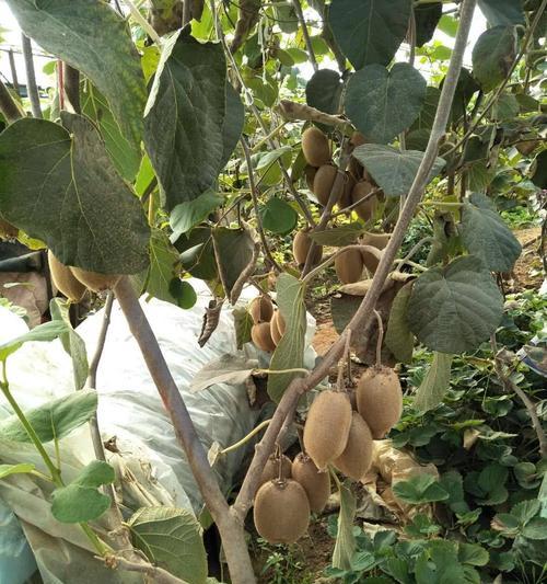 猕猴桃树苗的种植与护理（从栽种到成长，让猕猴桃树茁壮成长）