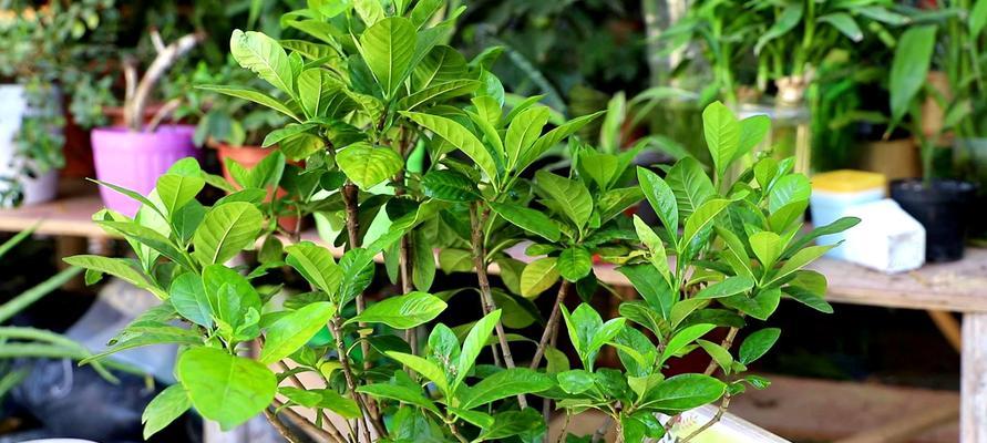 家庭扼子花的养殖方法（从选苗到管理全方位指导，让你轻松拥有扼子花）