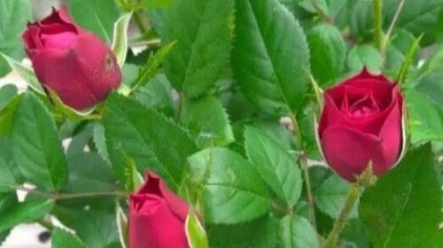 玫瑰花与月季花的区别（不同的品种、形态与栽培方式）