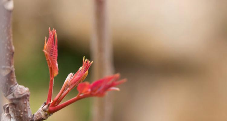 香椿树的生长季节及其适宜时期（春季栽种，夏季生长，秋季收成，）