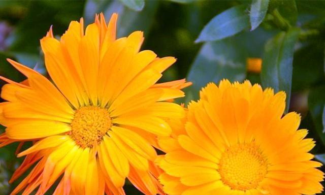 夏季花园种植指南——让你的花园盛放色彩（适合夏季种植的8种鲜花及其养护方法）