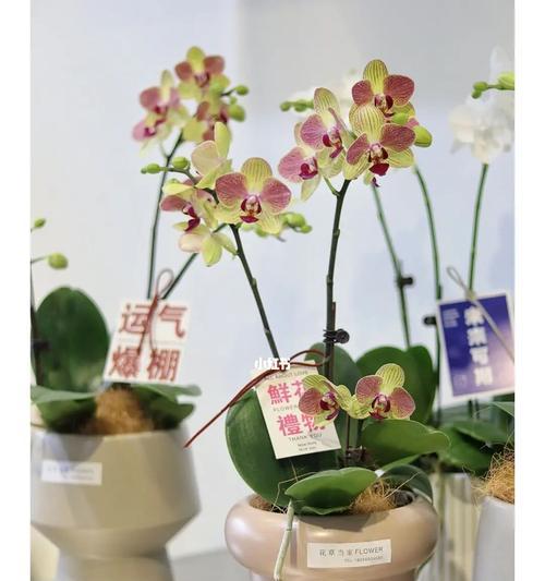 什么季节蝴蝶兰开放？（蝴蝶兰开花季节、花期长短与措施、品种特点、养护技巧、观赏之美）