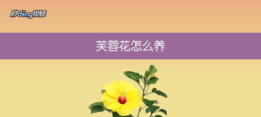 芙蓉花的家庭养法（让你的芙蓉花长得更美丽）