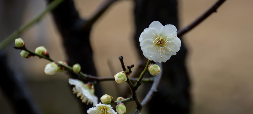 家里养梅花的好处（打造温馨家居，享受梅花美景）