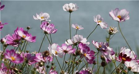 格桑花花期全解析（花期长达两个月，赏花不停歇）