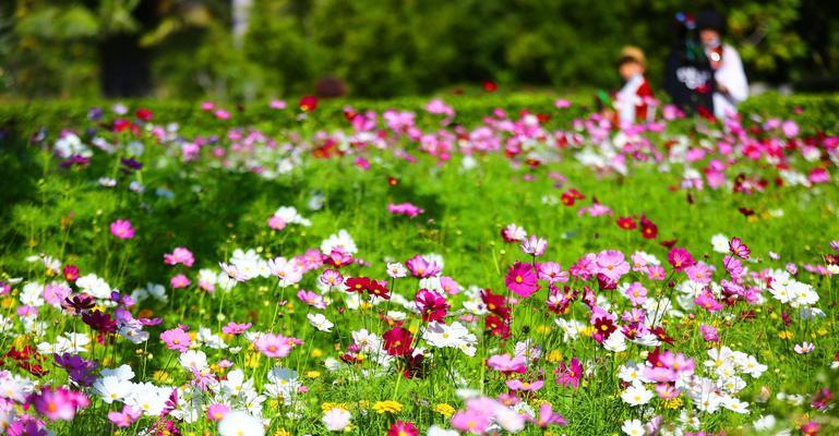 格桑花花期全解析（花期长达两个月，赏花不停歇）