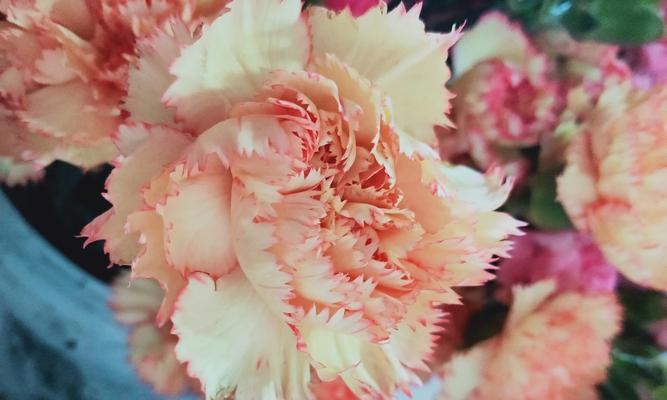 康乃馨的五种花色（探索康乃馨的花语和魅力）