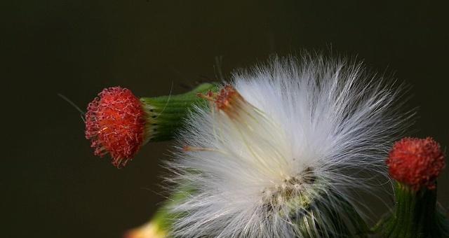 植物传播种子方法详解（探究植物种子的传播方式与适应环境）