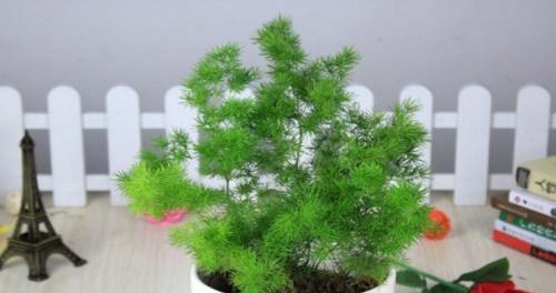 从了解到实践，教你成功种植蓬莱松（全面掌握蓬莱松的养殖技巧，助您成功种植树木）