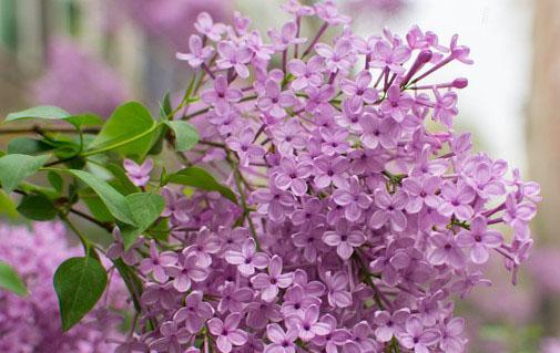 丁香花的花型与开放时间（探秘丁香花的美丽与神秘）