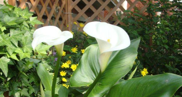 彩色马蹄莲的养殖方法和注意事项（打造美丽庭院的必备技能）