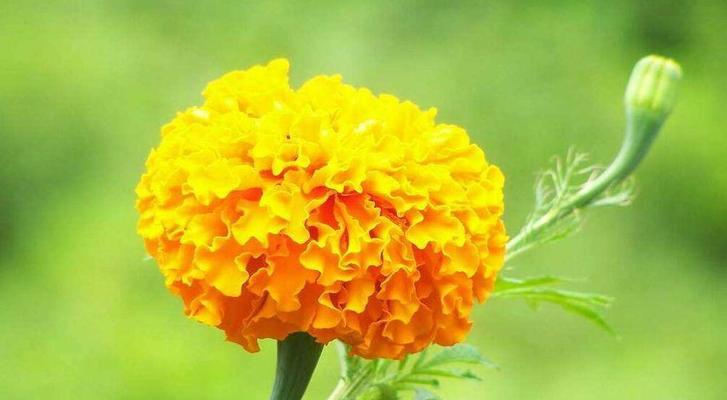 如何正确养护万寿菊（了解万寿菊的生长环境与养护技巧，轻松打造美丽花坛）