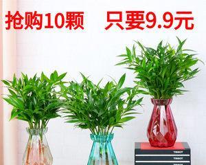 家居水培植物推荐（选择适合家里的水培植物，让生活更美好）