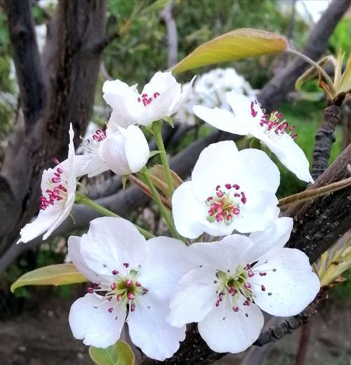 梨花盛开的季节（春日里的清新与美丽）