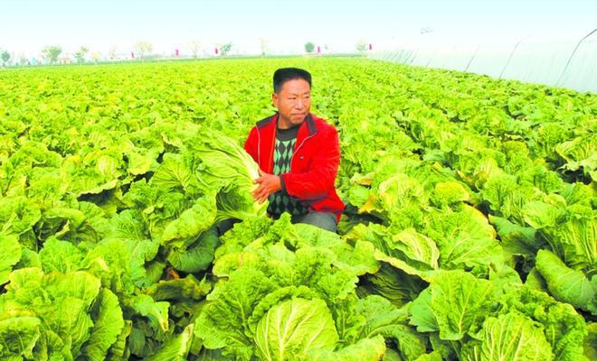 大白菜种植技巧（打造丰收的大白菜园，让您的餐桌更健康）