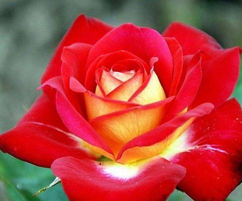 十大玫瑰花品种推荐（从黑玫瑰到月光玫瑰，这些品种不容错过）