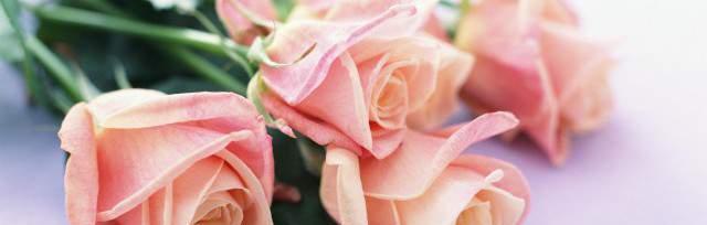 十朵玫瑰的花语（解读这十种不同寓意的代表花语）