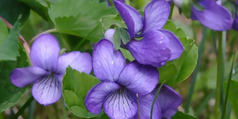种植紫罗兰的最佳盆选购指南（如何选择最适合的盆种植紫罗兰？）