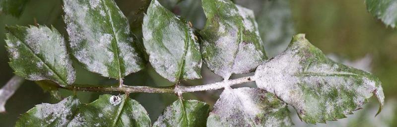 玫瑰花叶子上的蜘蛛网是什么？（探究玫瑰花叶子上出现蜘蛛网的原因）
