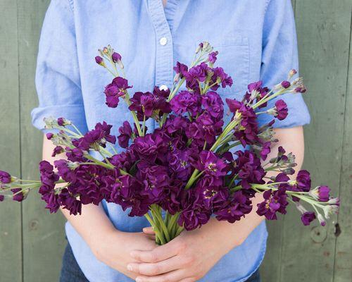 如何选择适合种植紫罗兰的时期？（选择最佳种植时间，让紫罗兰在您的花园里盛开）