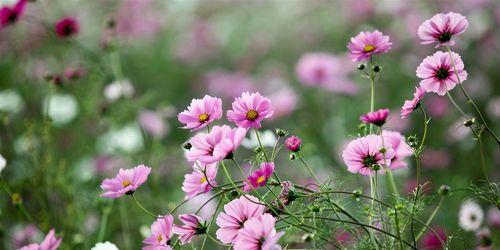 盛夏花卉的绚丽世界（探寻夏季最美的8朵花）