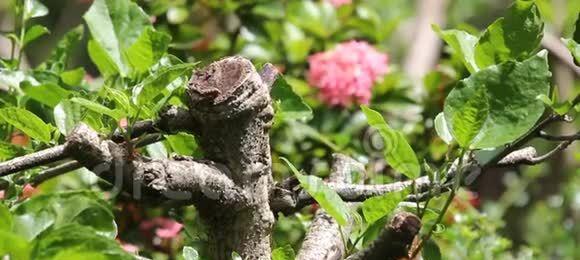 芙蓉花叶子卷边原因探究（为何芙蓉花叶子总是卷边？——从生长环境、病虫害等多方面考量）