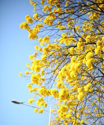 黄花风铃木的开花年限及花期特点（探秘黄花风铃木的开花时间和生长习性，看花期的独特魅力）