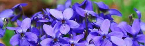 如何养殖健康美丽的紫罗兰花？（紫罗兰花养护的技巧与注意事项，让它长时间绽放不凋零）