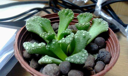 常见多肉植物名称及特点剖析（多肉植物世界，美丽与韧性并存）