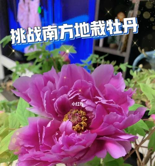 牡丹花春季修剪方法（打造健康美丽的花卉）