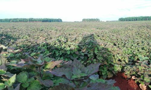 霍香种植技术剖析（掌握霍香的种植、管理及收获，打造自己的花园）