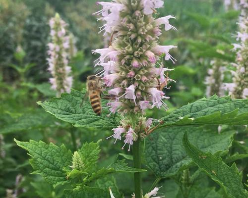 霍香种植技术剖析（掌握霍香的种植、管理及收获，打造自己的花园）