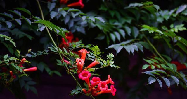 凌霄花期在什么时间？（了解凌霄花的开花时间，赏花更得心应手）