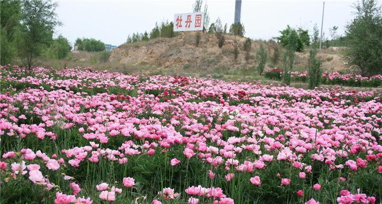 如何种植芍药花（芍药花的种植时间和方法）