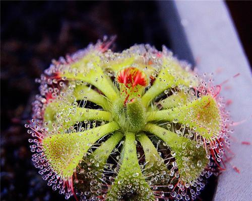 探秘食虫植物的神奇世界（了解食虫植物的特点、种类及生长环境，以及其对生态系统的影响）