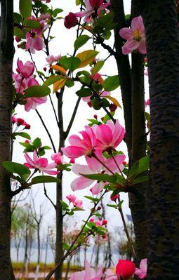 神仙花的种类与特点（探寻花中仙境，解读神秘花语）