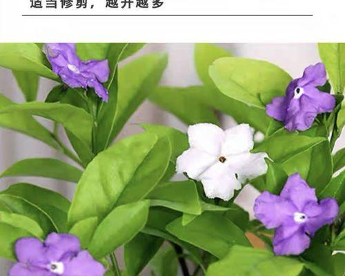 双色茉莉的开花周期（一年多少次？如何护理？）