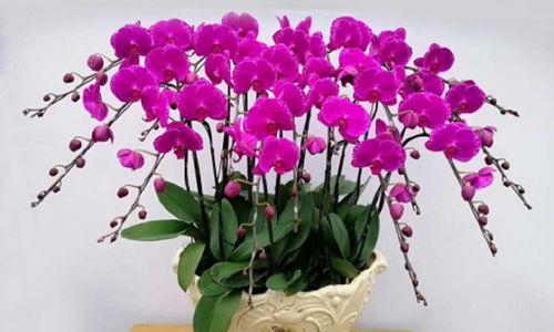 蝴蝶兰种植技巧（打造盆栽达人，轻松养护蝴蝶兰）