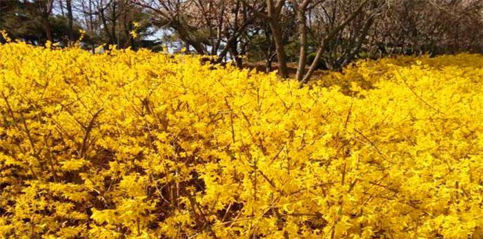 探秘落叶灌木的多彩世界（从花朵到树形，落叶灌木品种大揭秘）