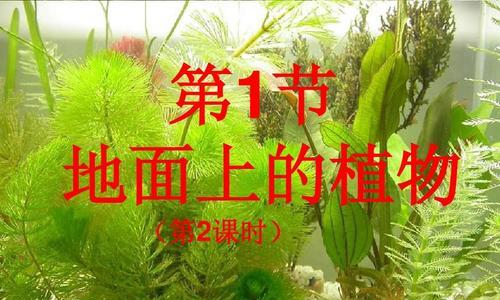 裸子植物的起源与演化（探寻裸子植物的神秘面纱）