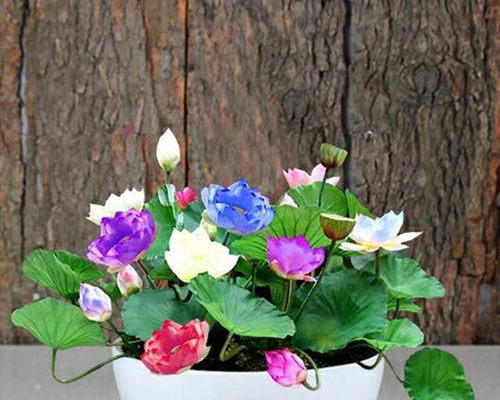 如何培养水培碗莲开花（通过八个步骤让你的水培碗莲绽放美丽）