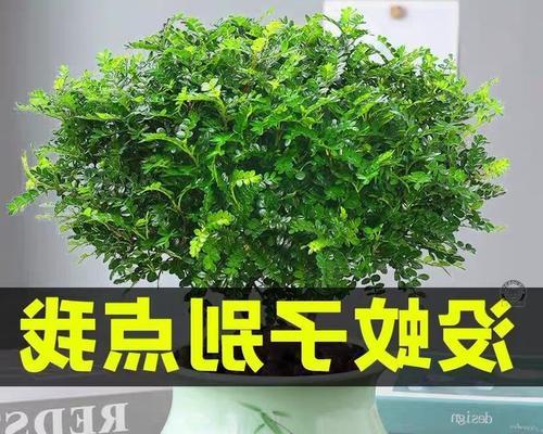 如何养好驱蚊草——打造清新舒适的夏季居住环境