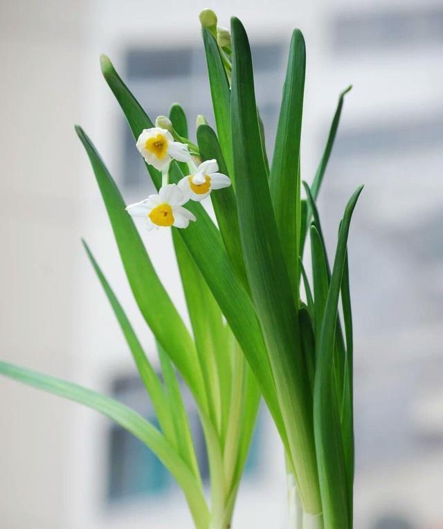从土壤到施肥，轻松掌握水仙花的全面养护技巧（从土壤到施肥，轻松掌握水仙花的全面养护技巧）