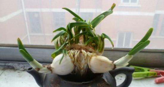 从土壤到施肥，轻松掌握水仙花的全面养护技巧（从土壤到施肥，轻松掌握水仙花的全面养护技巧）