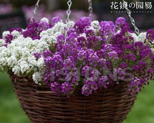 香雪球的种植方法与技术（用爱与技巧种出美丽的雪球花）