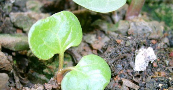 如何种植紫茉莉种子（从选种到栽培，一步步教你成为花匠）