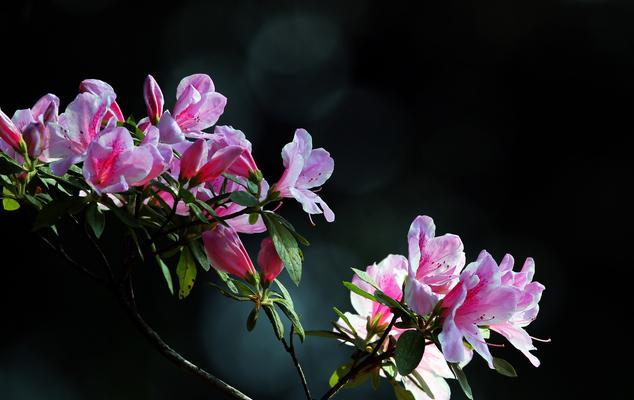 好养的杜鹃花品种推荐（让家门口绽放美丽的花海，打造美丽庭院）